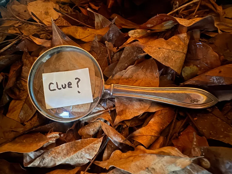  Autumn Leaves Treasure Hunt (Quiz)